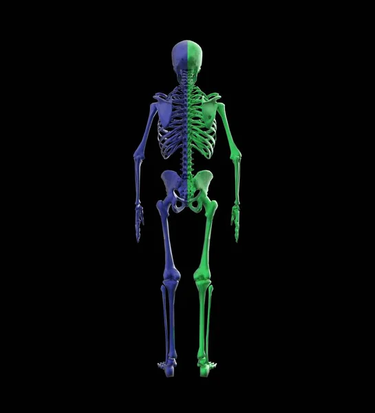 Menschliche Anatomie Skelett Darstellung — Stockfoto