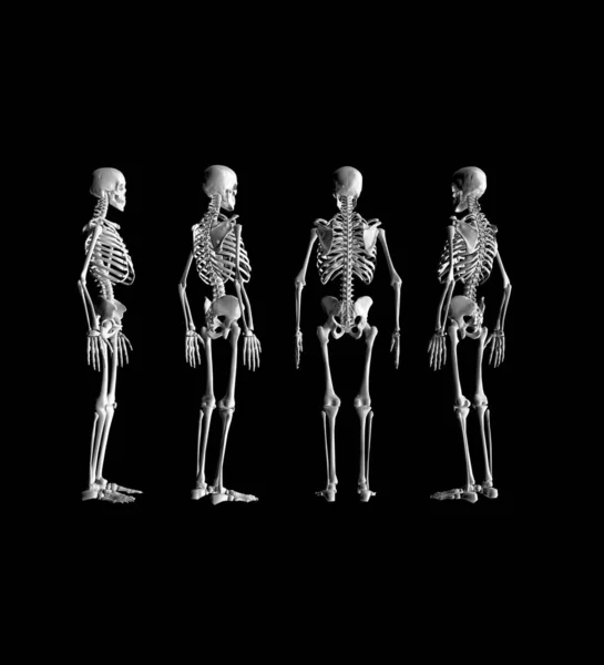 Ανθρώπινη Ανατομία Σκελετός Απόδοση — Φωτογραφία Αρχείου