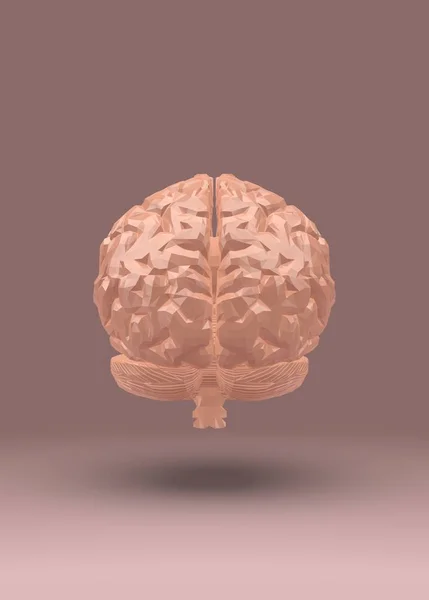 Human Brain Anatomical Model Rendering — Stock Photo, Image