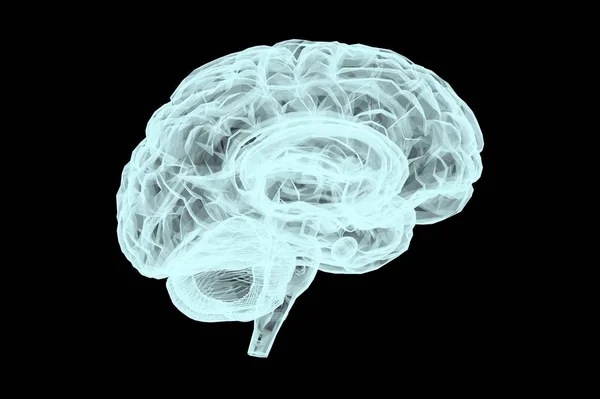 Mänsklig Hjärna Anatomisk Modell Rendering Stockbild