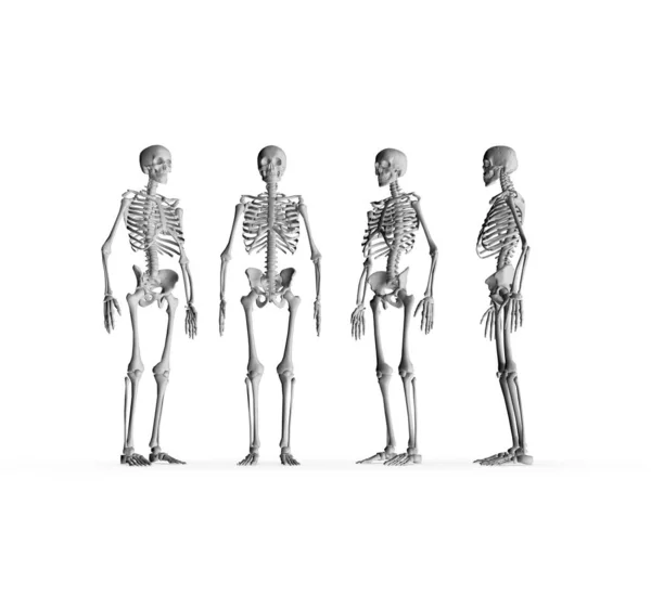 Анатомії Людини Скелет Рендерингу Стокове Зображення