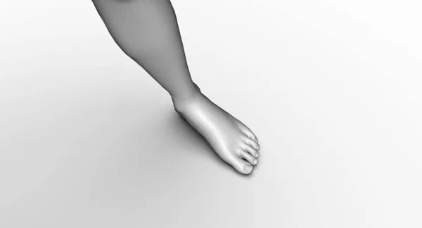 Woman Body Parts Rendering — 스톡 사진