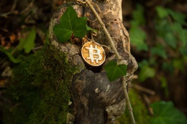 Bit sikke ormanda doğa ile çevrili