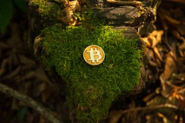 Bit sikke moss ve doğa ile yeşil yapraklar