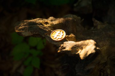 Bit sikke ormanda doğa ile çevrili