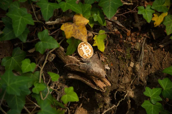 Moeda Mordida Bosques Rodeados Natureza — Fotografia de Stock