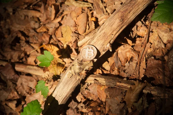 Bitars Mynt Skogen Omgivet Med Naturen — Stockfoto