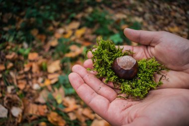 El yosun ağaçların üzerinde kestane holding