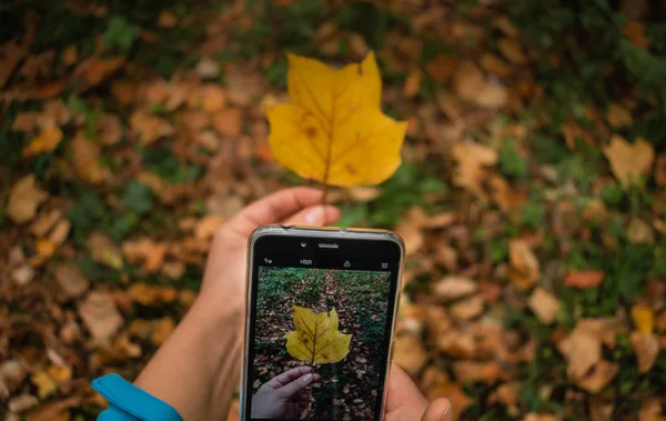 one leaf holding in one hand and with other taking picture with mobile phone