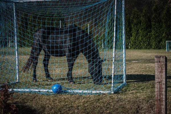 Black horse eating grass in football field goal, mowing the grass
