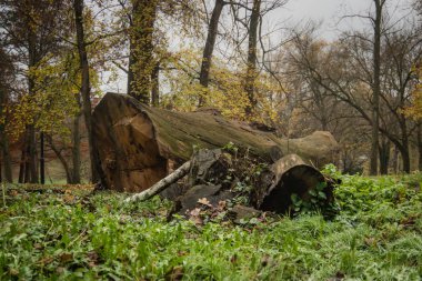 Meşe ağacı daraltılmış bir parkta yosun kaplı