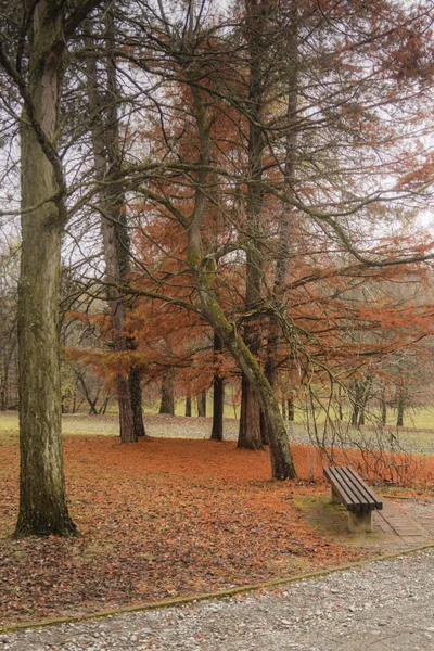 秋天的针叶树有一个带长凳的公园 — 图库照片