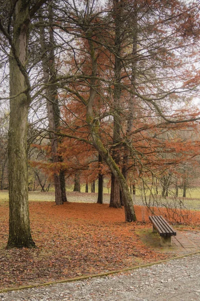 İğne yapraklı ağaç sonbaharında bir park bir Bank ile alır