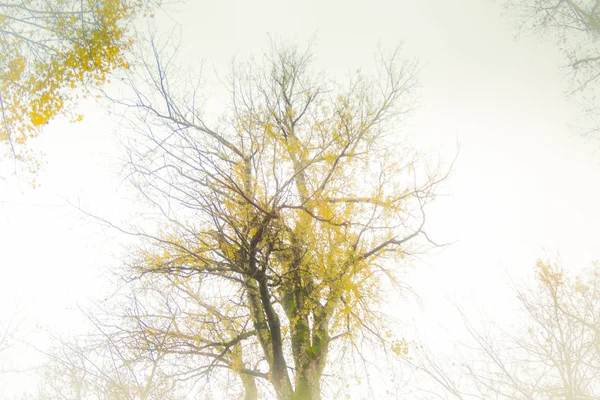 Ξύλινη Κορώνα Υπερέκθεση Φόντο Λευκό Και Κίτρινο Ξύλο Φύλλα — Φωτογραφία Αρχείου