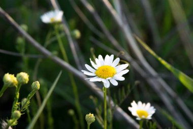 Yabani ot ve kuru ot ile çevrili alan kır çiçekleri