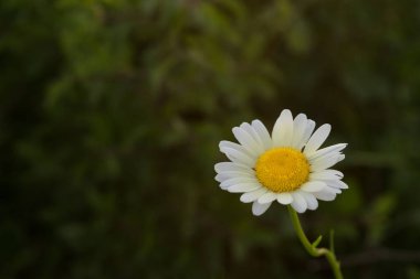 Yabani ot ve kuru ot ile çevrili alan kır çiçekleri
