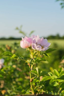 Yabani ot ve kuru ot ile çevrili alan kır çiçekleri