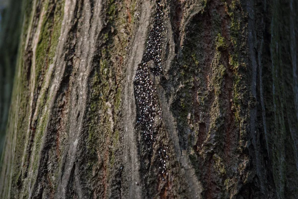 Bu böcekler ile sonbahar dolu Park kabuk