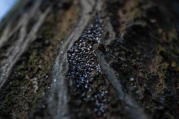 Bark Park Fylld Med Insekter Det Hösten — Stockfoto