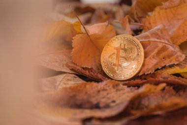 Arka planda sonbahar leafes ile altın bitcoin