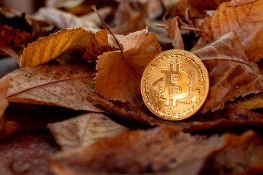 Arka planda sonbahar leafes ile altın bitcoin