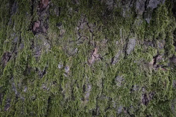 Bark Träd Med Grönt Den Parken Vintern — Stockfoto