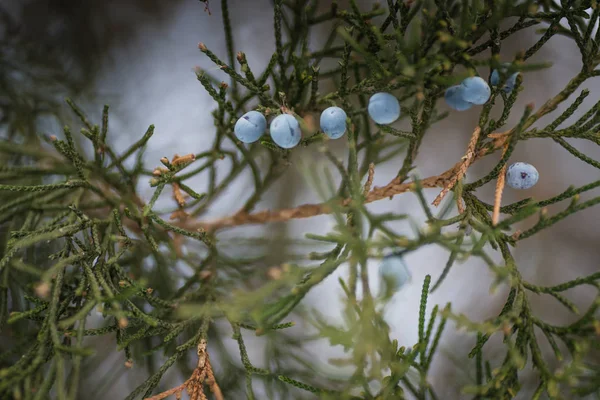 Pin Avec Neige Dedans Avec Graine Sur Branche — Photo