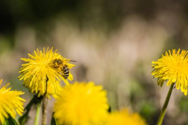 Makro arı ve karahindiba shot yakın. Çayırda sarı çiçek. Bal için Colecting polen.