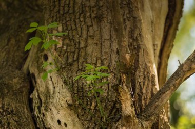 Ücretsiz Leafs ve genel sahne ile Forrest arka plan,.