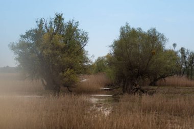 Erken yeşil yapraklarla baharda bataklık ve su ve dryed çalılar dryed dalları ile shot.