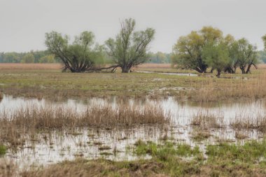 Erken yeşil yapraklarla baharda bataklık ve su ve dryed çalılar dryed dalları ile shot.