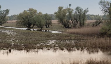Erken yeşil yapraklarla baharda bataklık ve su ve dryed çalılar dryed dalları ile shot.