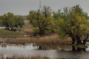 Erken yeşil yapraklarla baharda bataklık ve su ve dryed çalılar dryed dalları ile shot.