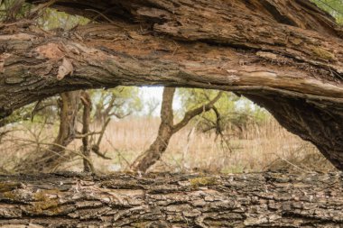 Erken yeşil yapraklarla baharda bataklık ve su ve dryed çalılar dryed dalları ile shot.