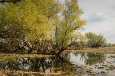 Erken yeşil yapraklarla baharda bataklık ve su ve dryed çalılar dryed dalları ile shot.