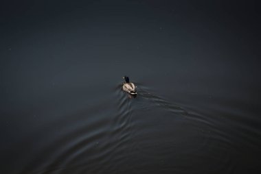 Su içinde ördek, Merkezi, yüzme