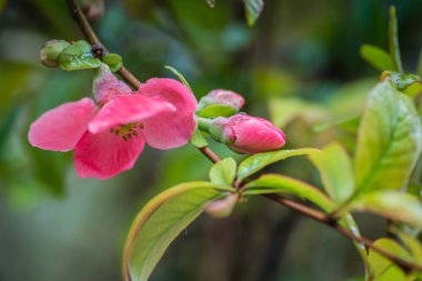 Yabani çiçekler, clorful ve detayları ile.