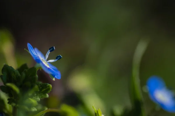 Закрыть Макроснимок Полевого Цветка Лугу — стоковое фото