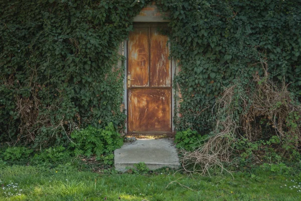 Vines Surrounding Door Green Background Texture — Stock Photo, Image