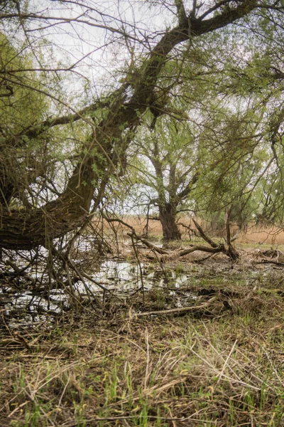 Tiro Pântano Primavera Com Folhas Verdes Adiantadas Ramos Secos Água — Fotografia de Stock