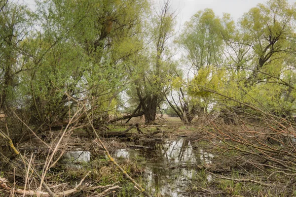 Tiro Pântano Primavera Com Folhas Verdes Adiantadas Ramos Secos Água — Fotografia de Stock