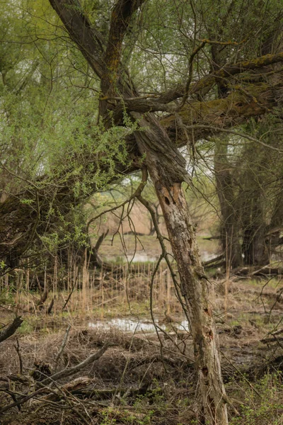 Tiro Pântano Primavera Com Folhas Verdes Adiantadas Ramos Secos Água — Fotografia de Stock