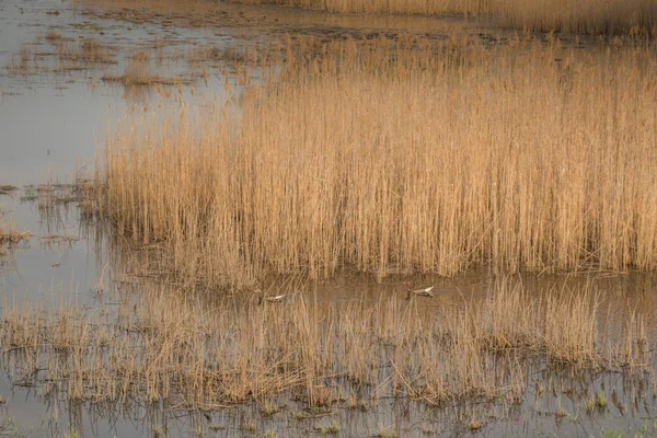 Tiro Pantano Primavera Con Hojas Verdes Tempranas Ramas Secas Agua —  Fotos de Stock