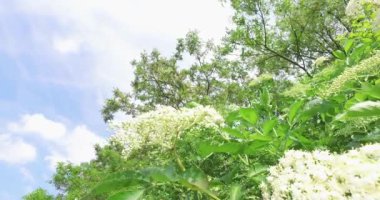 Arka planda mavi gökyüzü ve rüzgar ile kırsal bir orman yanında Yaşlı çiçek.