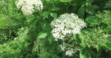 Arka planda mavi gökyüzü ve rüzgar ile kırsal bir orman yanında Yaşlı çiçek.