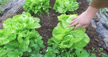 Bahar bahçesinde Organik Gdosuz marul, yağmurdan sonra filme, elle aldı.