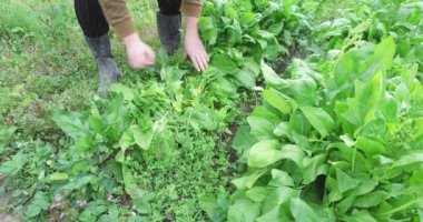 Gdo ücretsiz, bahçede organik büyüme ıspanak çim ve otlar ile çevrili, yağmurdan sonra bahar zamanı.