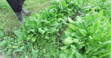 Gdo ücretsiz, bahçede organik büyüme ıspanak çim ve otlar ile çevrili, yağmurdan sonra bahar zamanı.