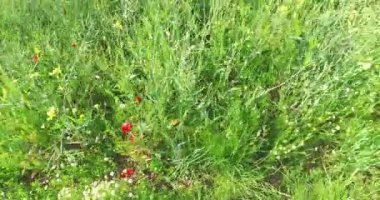 Yağlı tecavüz, güneşli gün boyunca tarlada yabani haşhaş çiçeği.