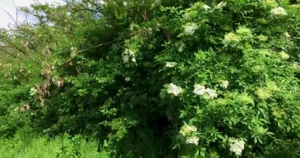 Collecte de sureau dans la campagne près de la forêt, cueillette de sureau avec des ciseaux .